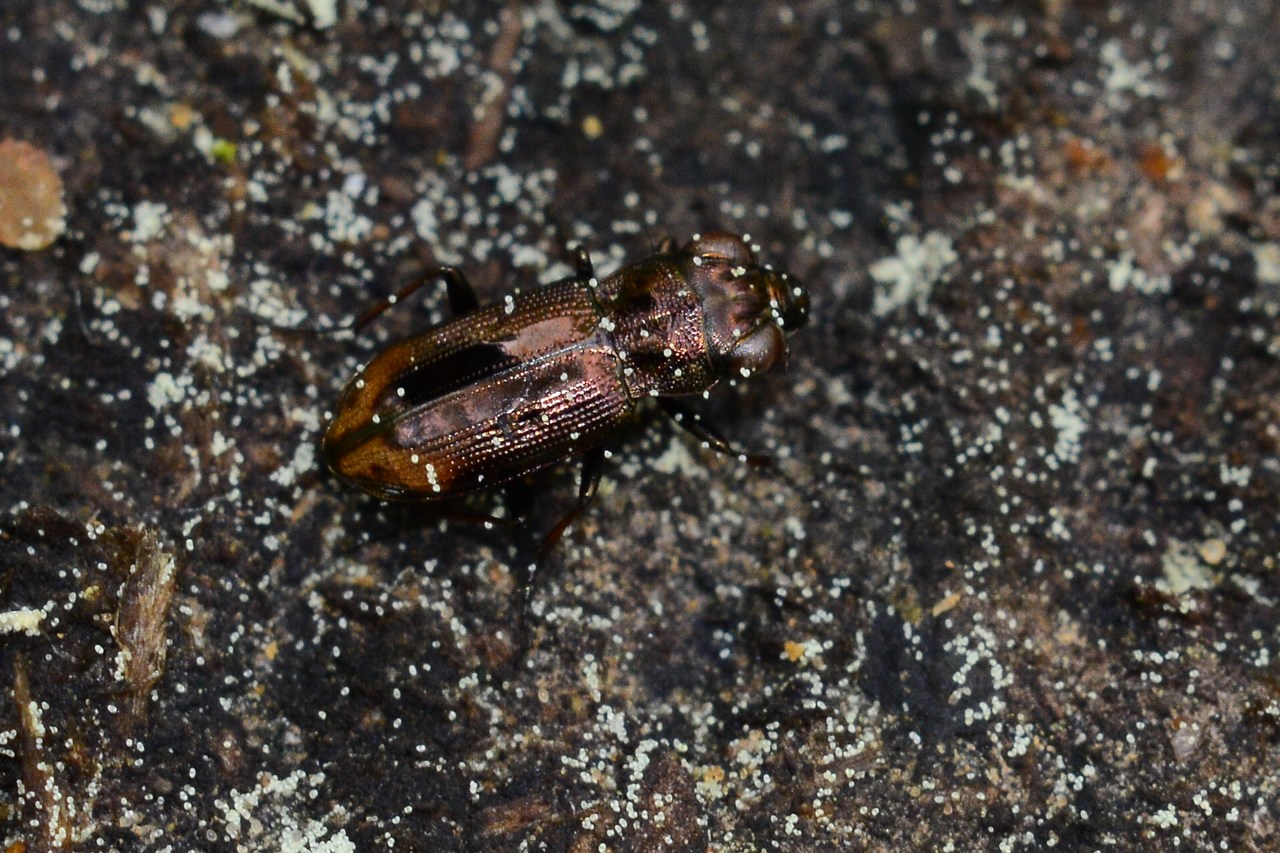 Notiophilus biguttatus Notiophilus biguttatus